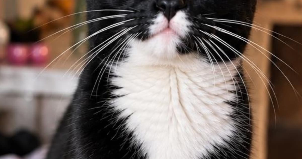 Heb jij Lucky gezien? Dit huisdier wordt in Blaricum vermist