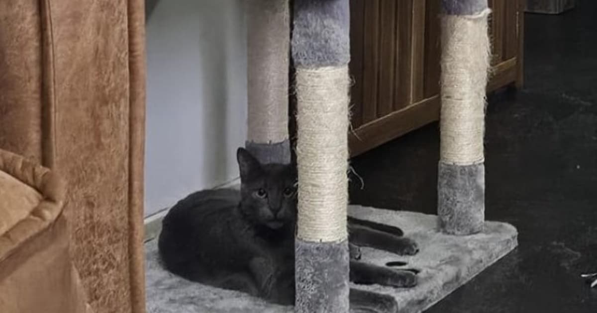 Heb jij Motya, Elza of Dozie gezien? Deze 15 huisdieren worden in Haarlem vermist