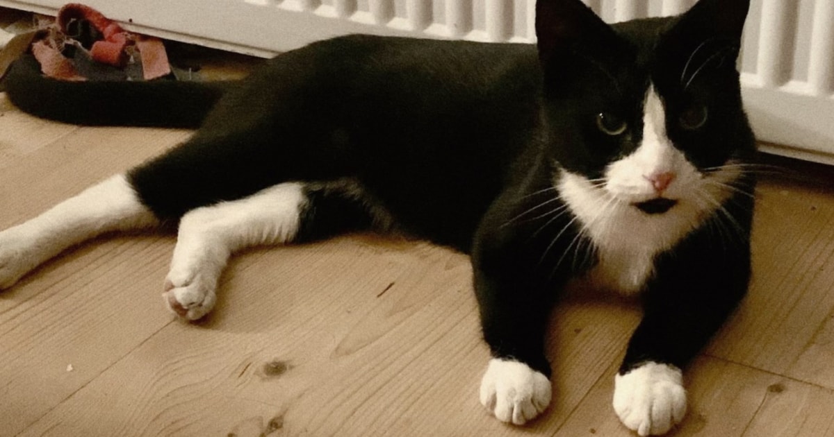 Heb jij Max of Tommy gezien? Deze twee huisdieren worden in Alkmaar vermist