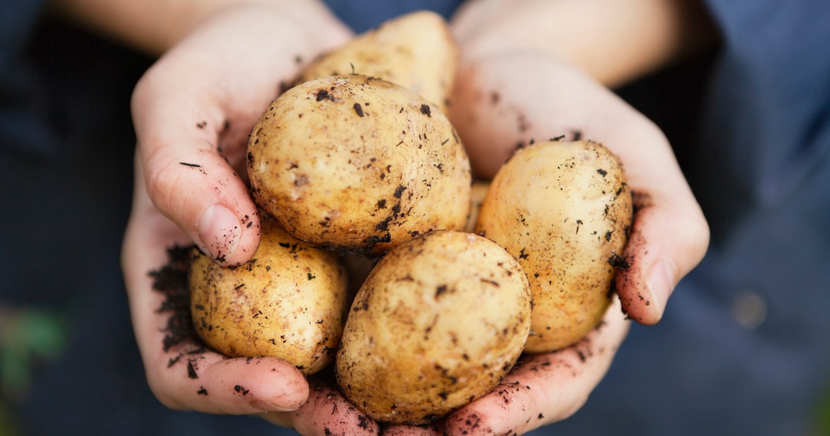 POS deelt honderden kilo's aardappelen uit in Soest en Soesterberg