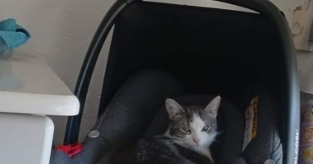 Heb jij Miza gezien? Dit huisdier wordt in Heerlen vermist