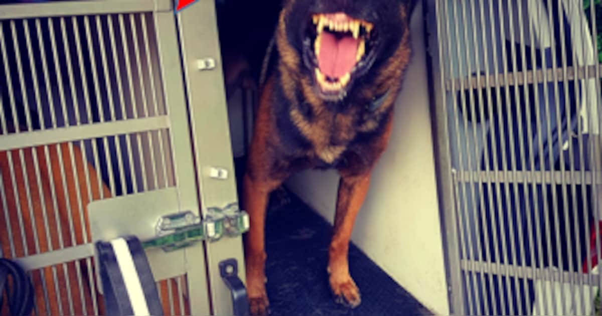 Politiehond Biko rent harder dan betrapte inbreker in Randenbroek