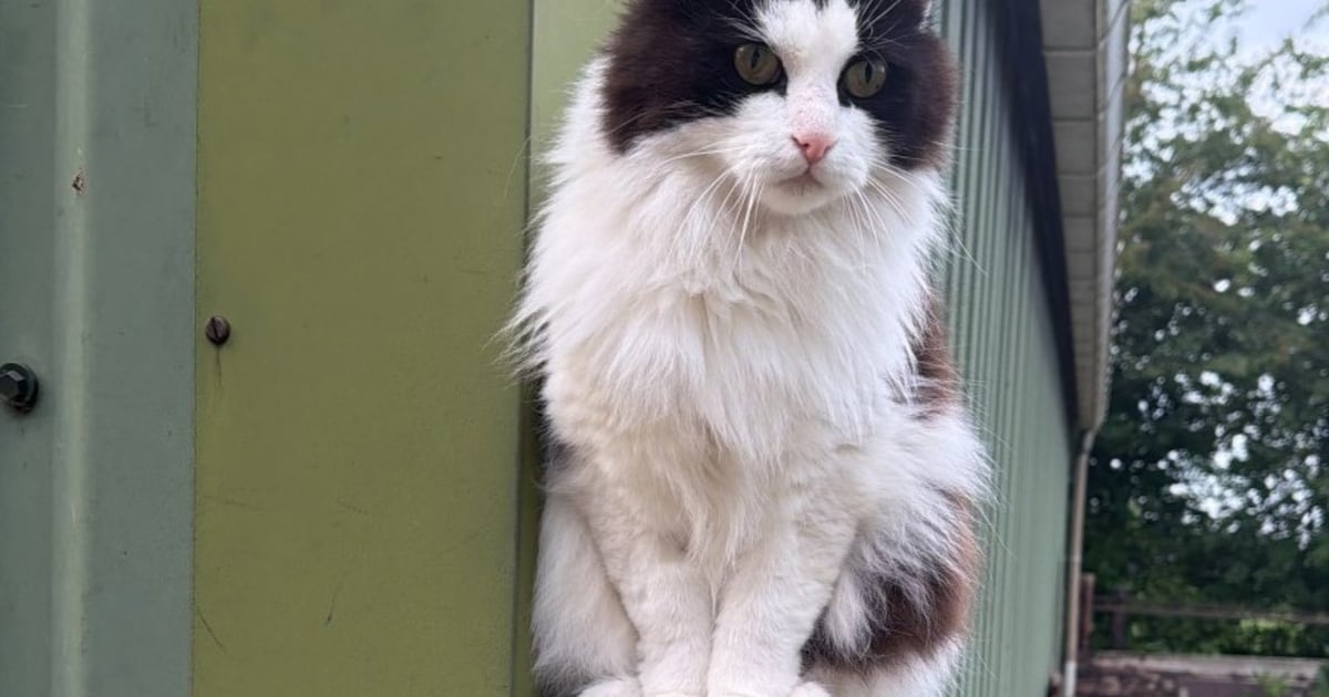 Heb jij Beer, Fay of Lola gezien? Deze vier huisdieren worden in Midden-Drenthe vermist