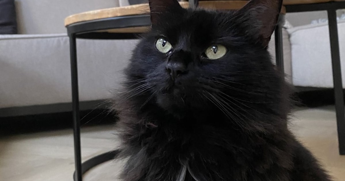 Heb jij Stitch, Bink of Milo gezien? Deze vier huisdieren worden in Beverwijk vermist