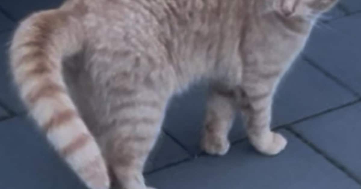 Heb jij Mellow gezien? Dit huisdier wordt in Kapelle vermist