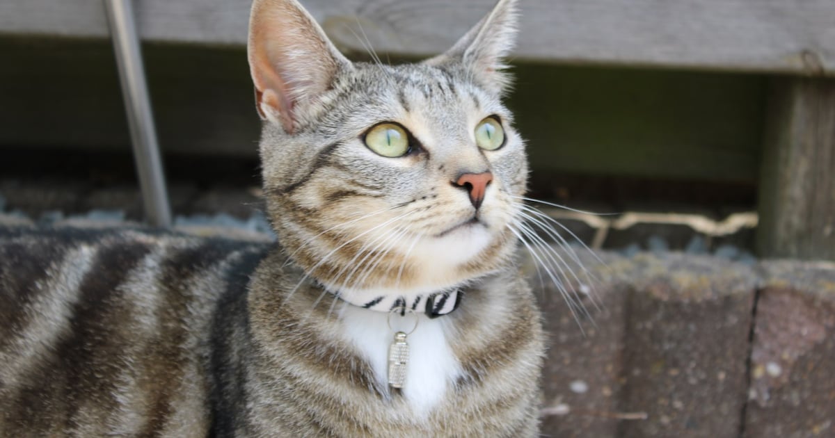 Heb jij Woody of Jip gezien? Deze twee huisdieren worden in Den Helder vermist