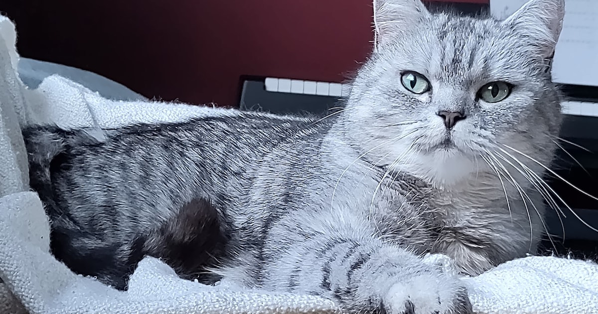 Heb jij Zwiep of Felix gezien? Deze twee huisdieren worden in Groningen vermist