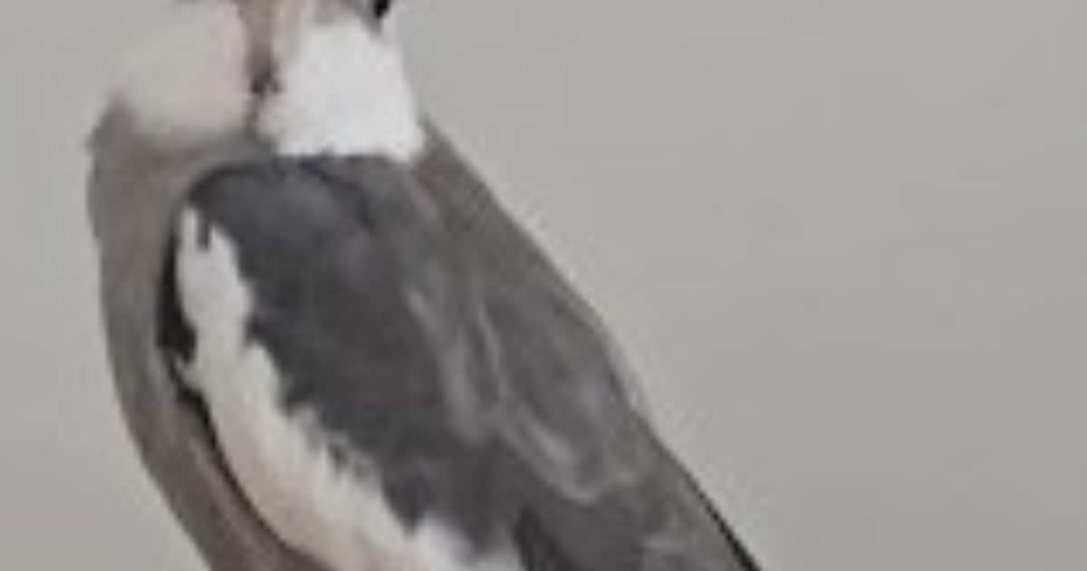 Heb jij Chico gezien? Dit huisdier wordt in Capelle aan den IJssel vermist