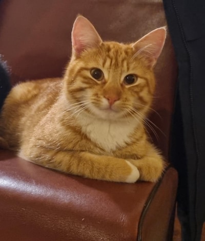 Heb jij Koos, Flokie of Snoepie gezien? Deze vijf huisdieren worden in Zutphen vermist