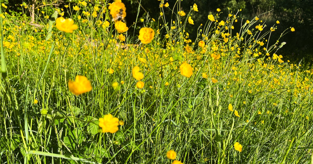 Gratis film over natuur van vroeger en nu: ‘Het vergeten leven van Nederland’
