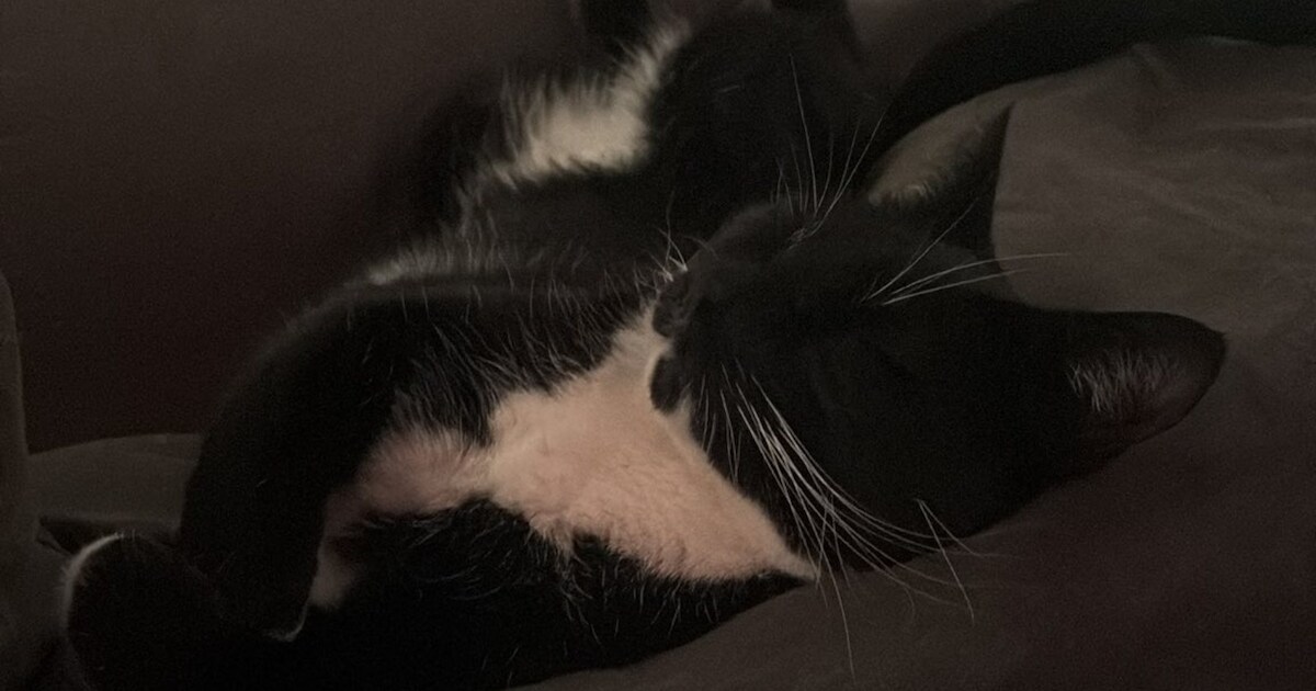 Heb jij Devil gezien? Dit huisdier wordt in Alphen aan den Rijn vermist