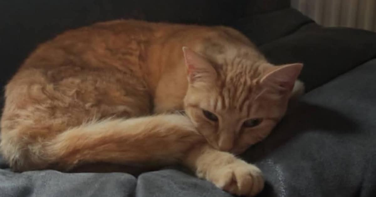 Heb jij Poes Poes gezien? Dit huisdier wordt in De Wolden vermist