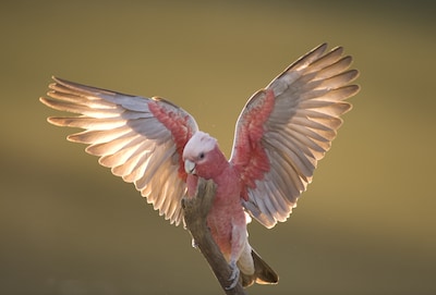 Vinden vogels het eigenlijk leuk om te vliegen? Gedragsbioloog Jorg zocht het uit