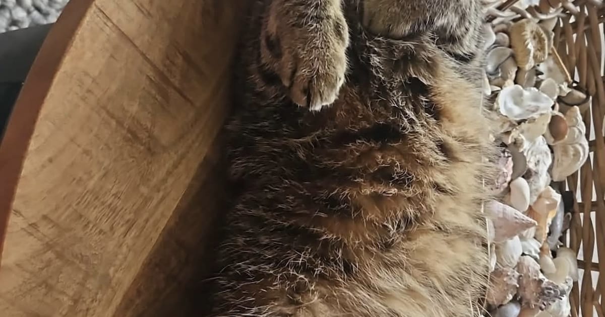 Heb jij Mexx, Buddy of Kroelie gezien? Deze zeven huisdieren worden in Groningen vermist