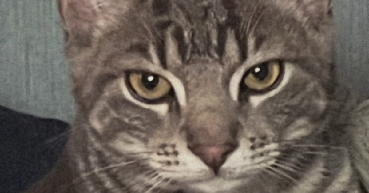 Heb jij Lois, Pardoes of Crunchie gezien? Deze drie huisdieren worden in Bergen vermist