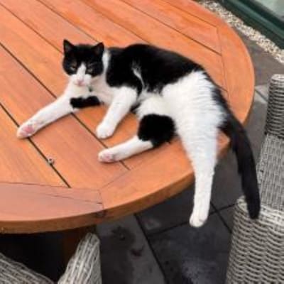 Heb jij Volt of Lilith gezien? Deze twee huisdieren worden in Zoetermeer vermist