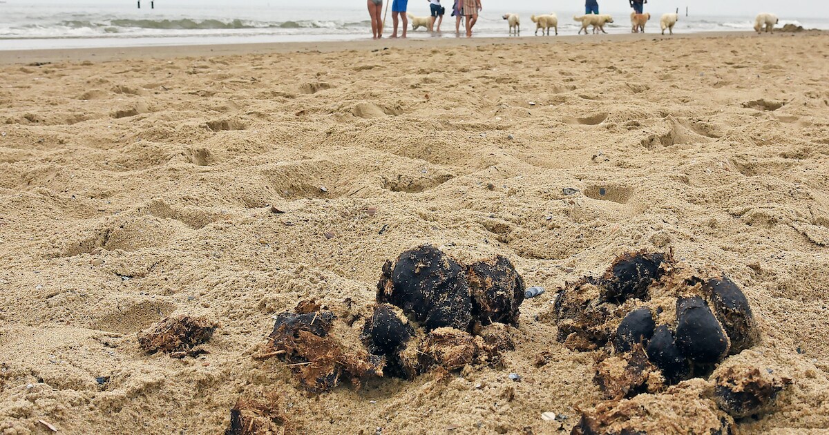 Overal paardenpoep op Zeeuws strand: ‘Als je een ruiter aanspreekt, krijg je een middelvinger’