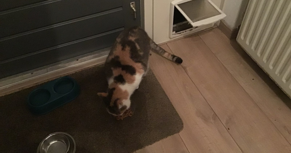 Heb jij Pepper gezien? Dit huisdier wordt in Cranendonck vermist