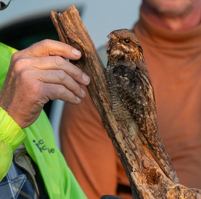 IVN Asten-Someren houdt schemerwandeling in natuurgebied bij Someren