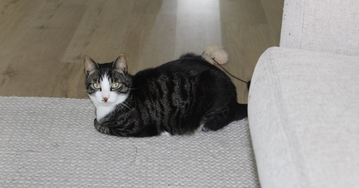 Heb jij Jip gezien? Dit huisdier wordt in Medemblik vermist