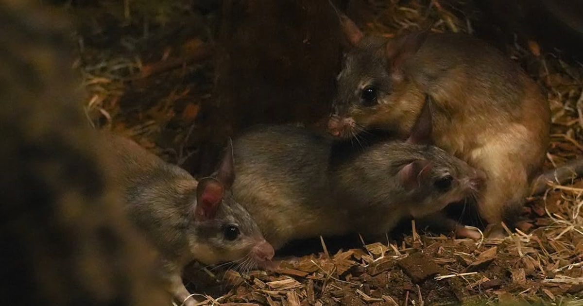 Votsotsa-drieling geboren in DierenPark Amersfoort