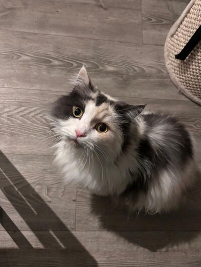Heb jij Maisy gezien? Dit huisdier wordt in Wageningen vermist