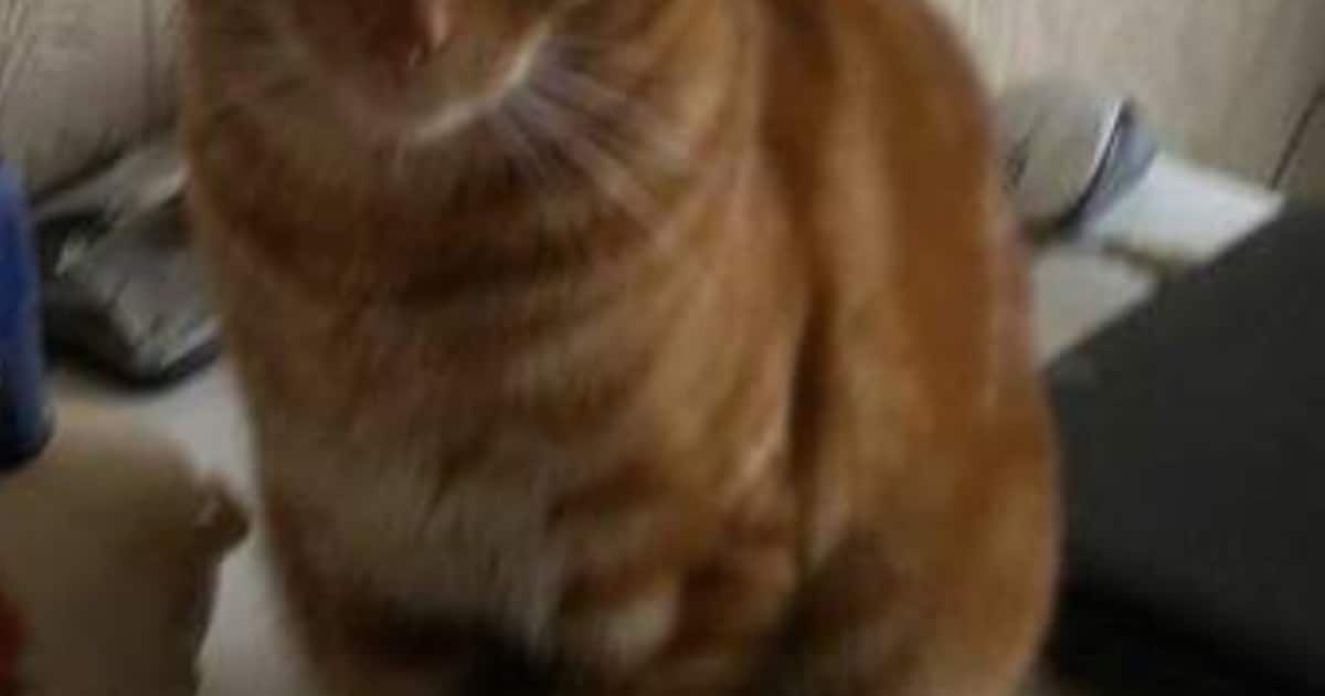 Heb jij Tom gezien? Dit huisdier wordt in Oegstgeest vermist