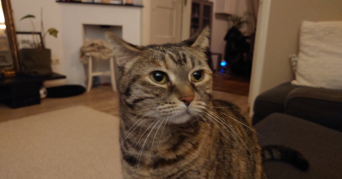 Heb jij Millie gezien? Dit huisdier wordt in Leiderdorp vermist
