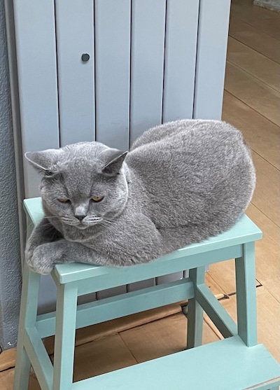 Heb jij Olaf of Daisy gezien? Deze twee huisdieren worden in Gouda vermist