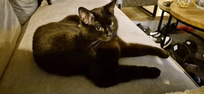 Heb jij Storm gezien? Dit huisdier wordt in Ede vermist