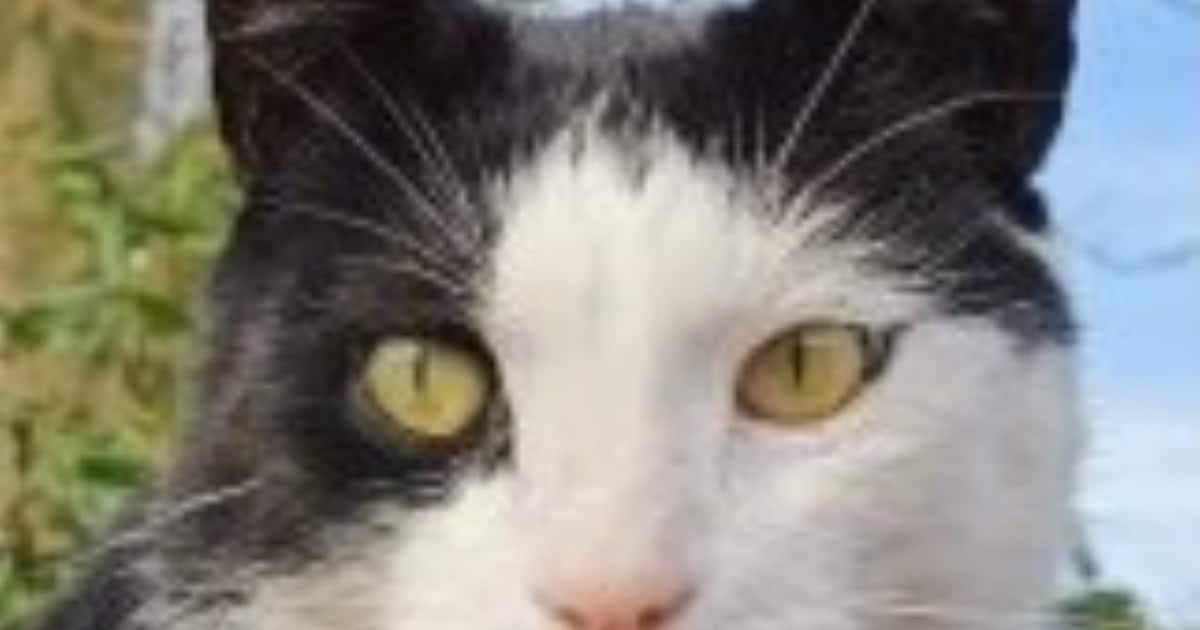 Heb jij Finn gezien? Dit huisdier wordt in Nieuwkoop vermist