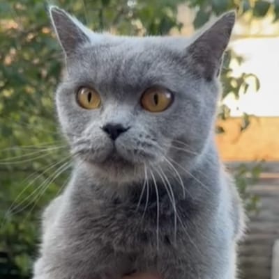 Heb jij Feline gezien? Dit huisdier wordt in Vught vermist