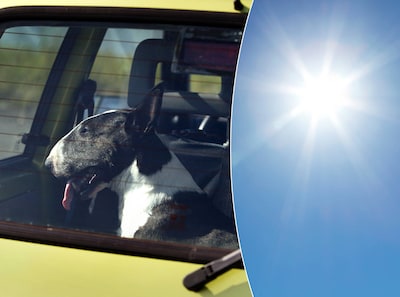 Politie bevrijdt hond uit snikhete auto op woonboulevard in Oss: eigenaar ziet probleem niet