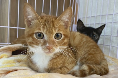 Meer dan 75 katten ontdekt in appartement van 50 vierkante meter in Parijs, ook dode kittens aangetroffen