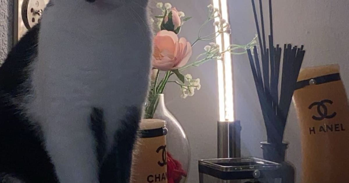Heb jij Bella, Pablo of Mini gezien? Deze vijf huisdieren worden in Nissewaard vermist