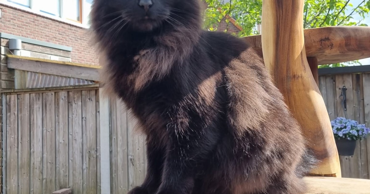 Heb jij Nero gezien? Dit huisdier wordt in Wierden vermist