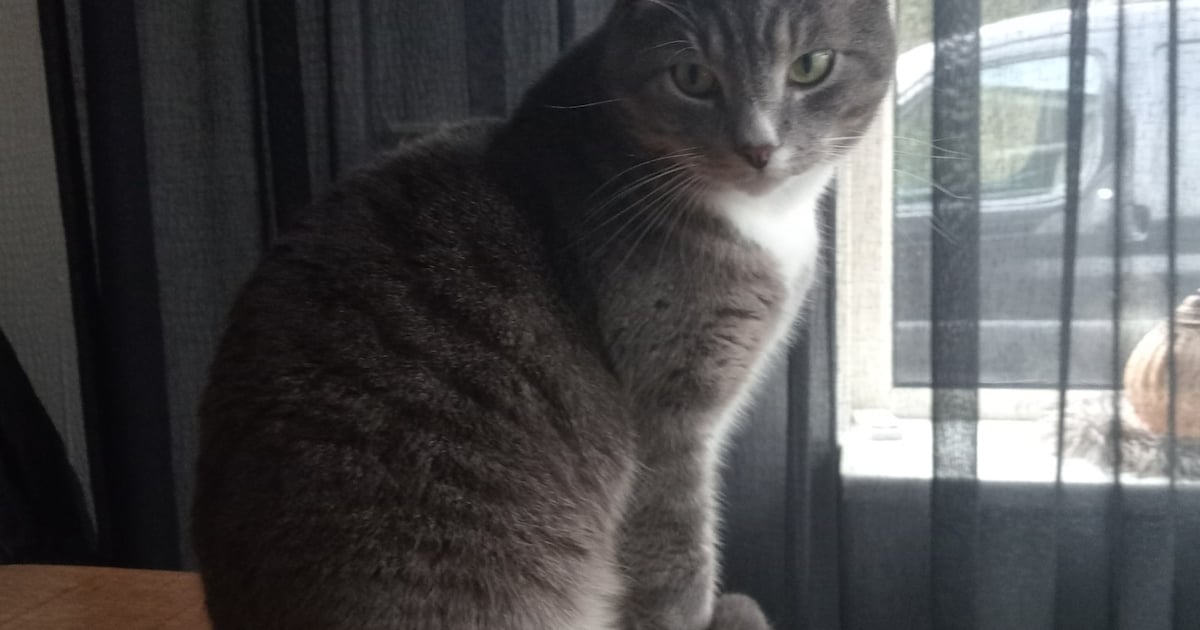 Heb jij Spoekie gezien? Dit huisdier wordt in Smallingerland vermist