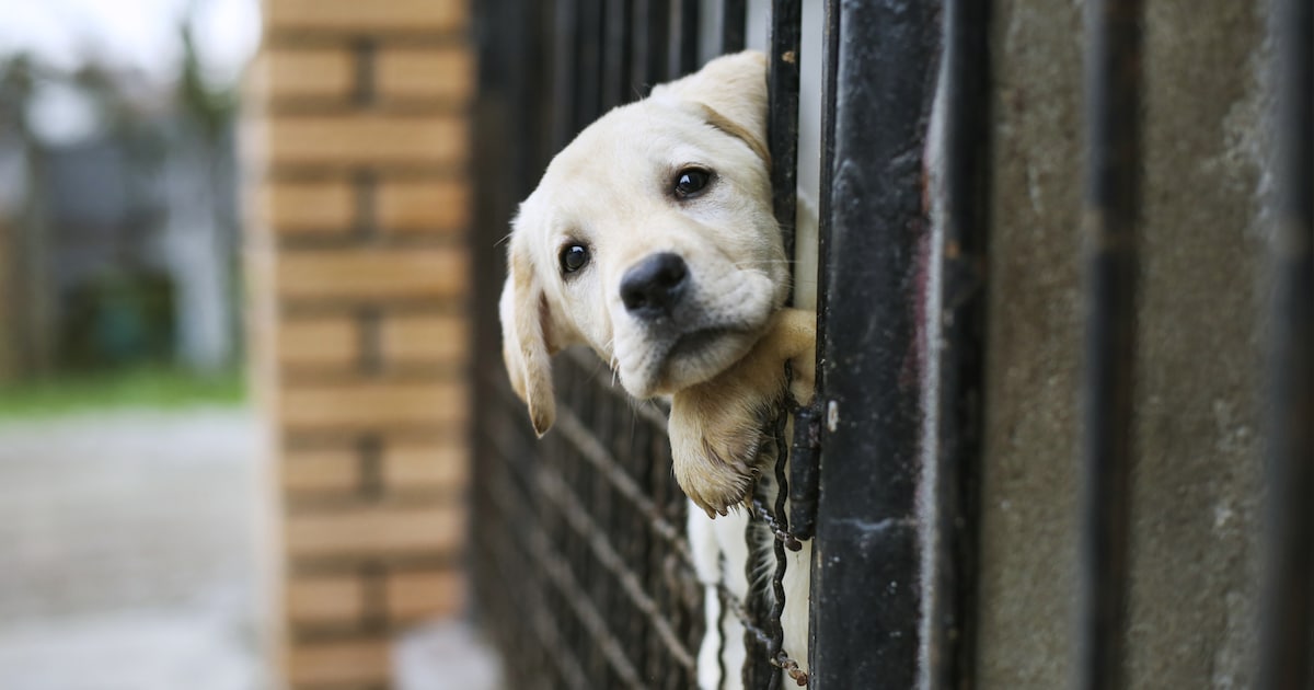 Verwaarloosde hond heeft vervilte vacht en enorme klitten: baasje (72) uit Helmond krijgt voorwaarde