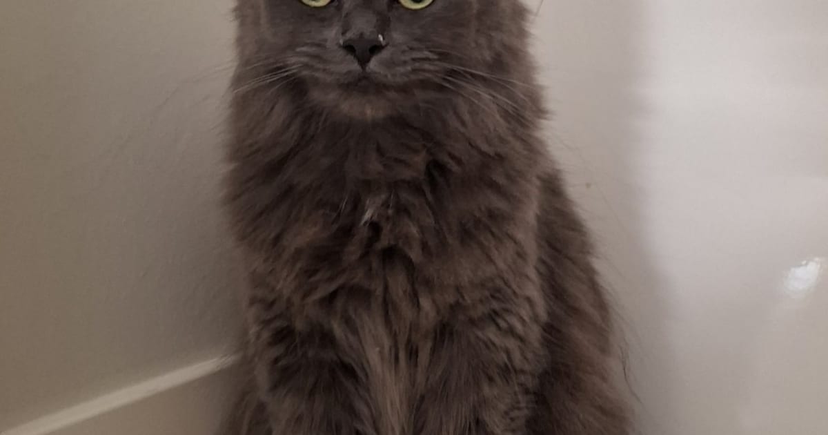 Heb jij Pino, Pemba of Caro gezien? Deze drie huisdieren worden in Noordenveld vermist