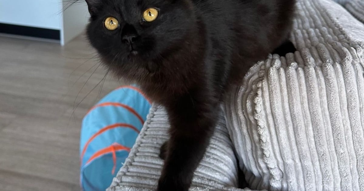 Heb jij Roxy gezien? Deze twee huisdieren worden in Vught vermist