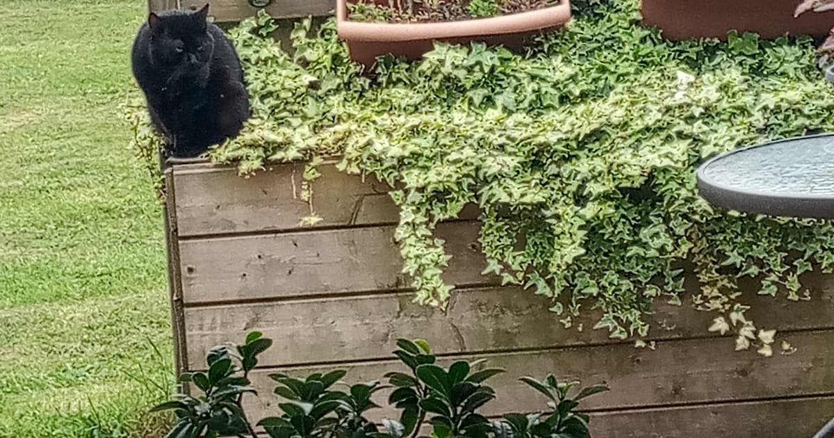 Heb jij Zizou gezien? Dit huisdier wordt in Woensdrecht vermist