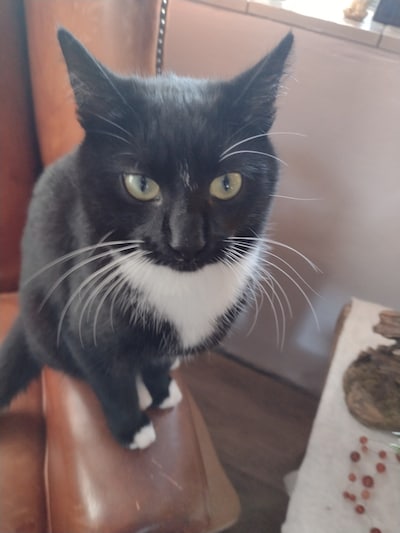 Heb jij Gollum, Billy of Czarek gezien? Deze vijf huisdieren worden in Helmond vermist