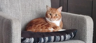 Heb jij Sam, Lio of Pip gezien? Deze vier huisdieren worden in Oss vermist