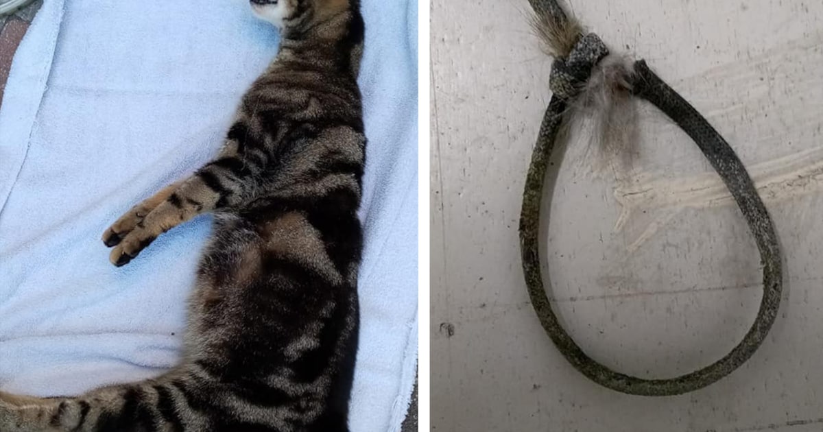 Gruwelijke vondst in Lelystad, hoogzwangere kat aan brievenbus opgehangen: ‘Echt vreselijk’