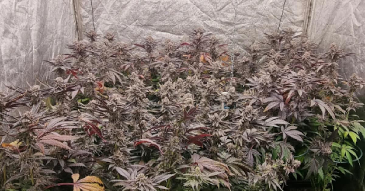 Politie rolt hennepkwekerij op in Guttecoven na anonieme tip