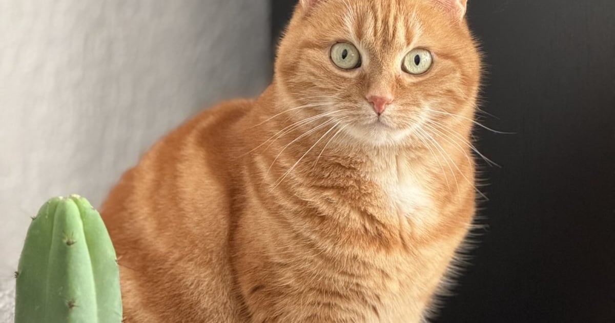 Heb jij Coco, Sansa of Jip gezien? Deze vijf huisdieren worden in Soest vermist