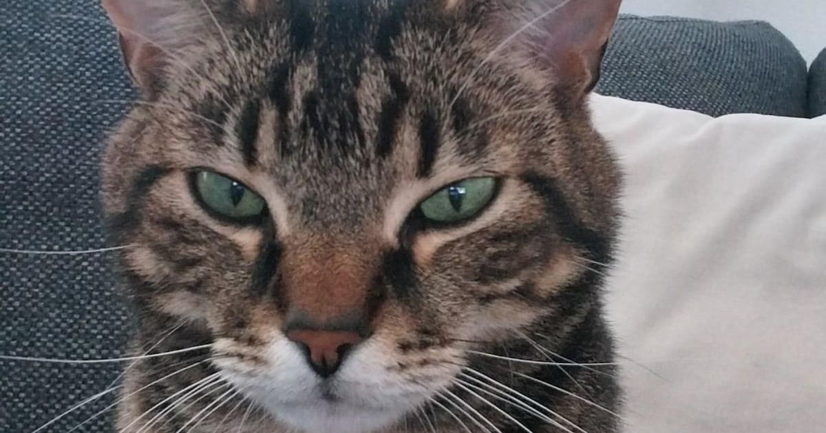 Heb jij Fee of Sammie gezien? Deze twee huisdieren worden in Katwijk vermist