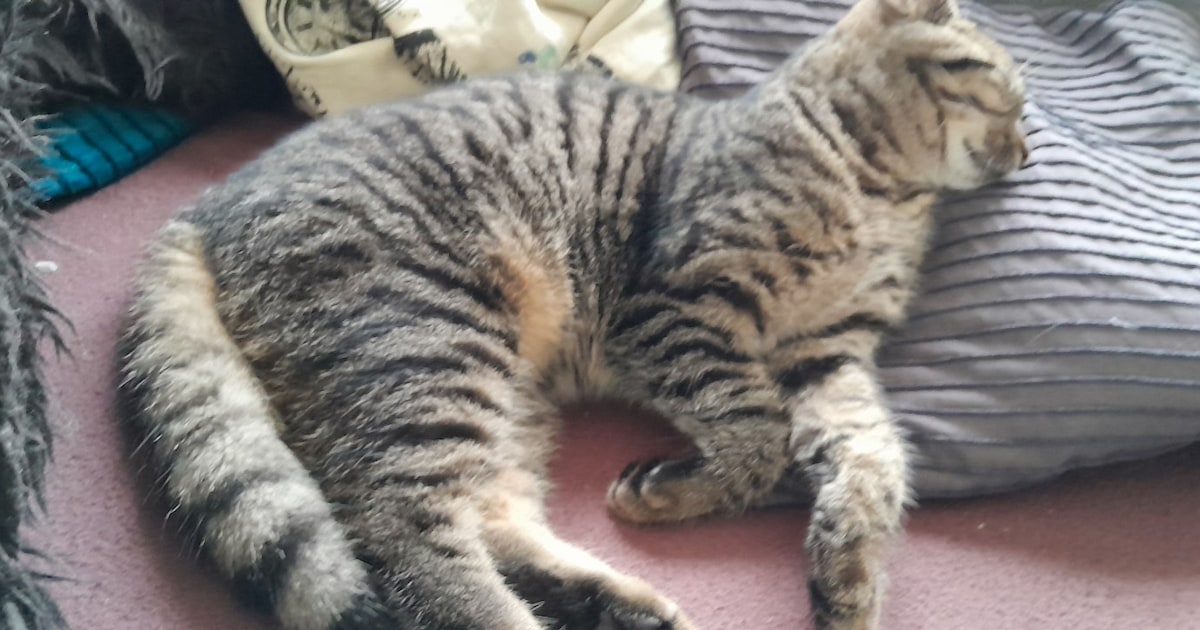 Heb jij Boyca gezien? Dit huisdier wordt in Waalre vermist