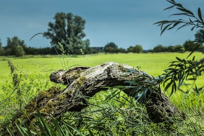 HenksPluktuin in Oosterbeek houdt vrijdagochtenden met natuur en creativiteit
