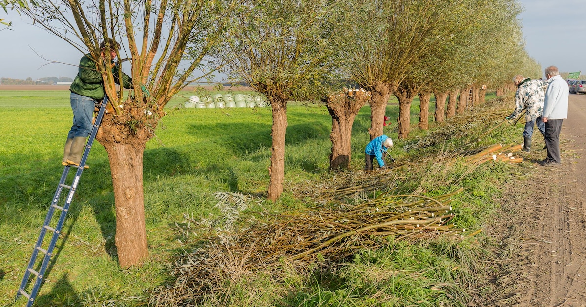 Wilgenknotseizoen binnenkort van start in Strijen